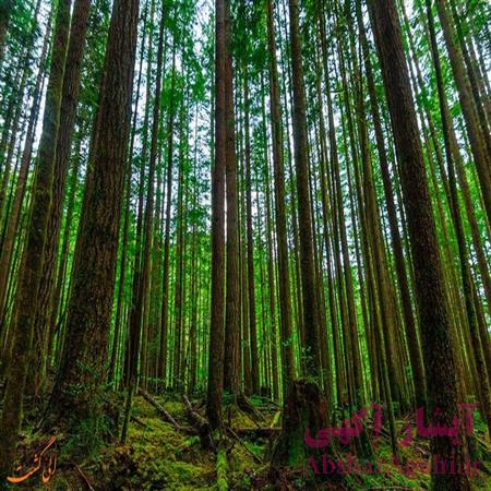 پروژه پایگاه داده سیستم جنگل بانی با اکسس