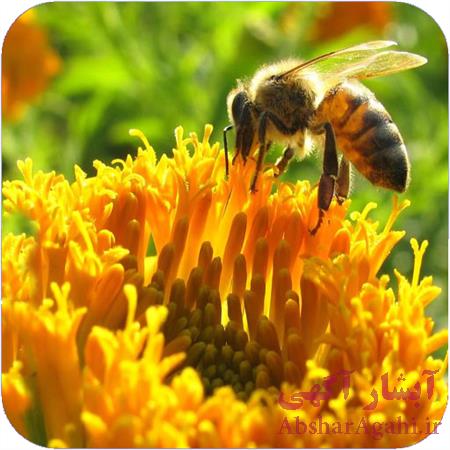 سفارش و خرید پروژه پایگاه داده سیستم زنبورداری با اکسس acces